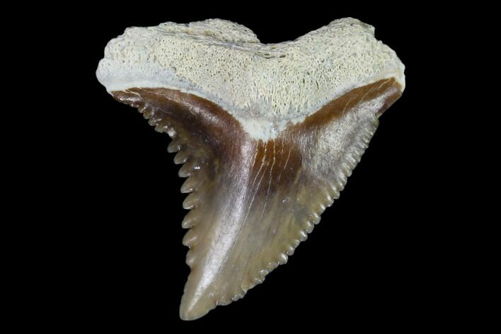 Fossil Shark Tooth (Hemipristis) - Bone Valley, Florida #122582